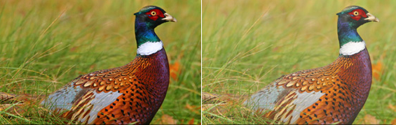 Tinted shooting glasses can help make colors pop. The image on the left is shown through Vedalo's HD lens, the image on the right is shown how the naked eye sees it. 